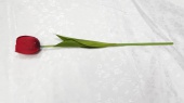 Одиночный Тюльпан Витязь Н-45см (12шт) от интернет-магазин Эдельвейс-Ритуал.RU