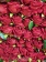 О3784 Одиночная роза Ориша барх.Н-55см (180шт) от интернет-магазин Эдельвейс-Ритуал.RU